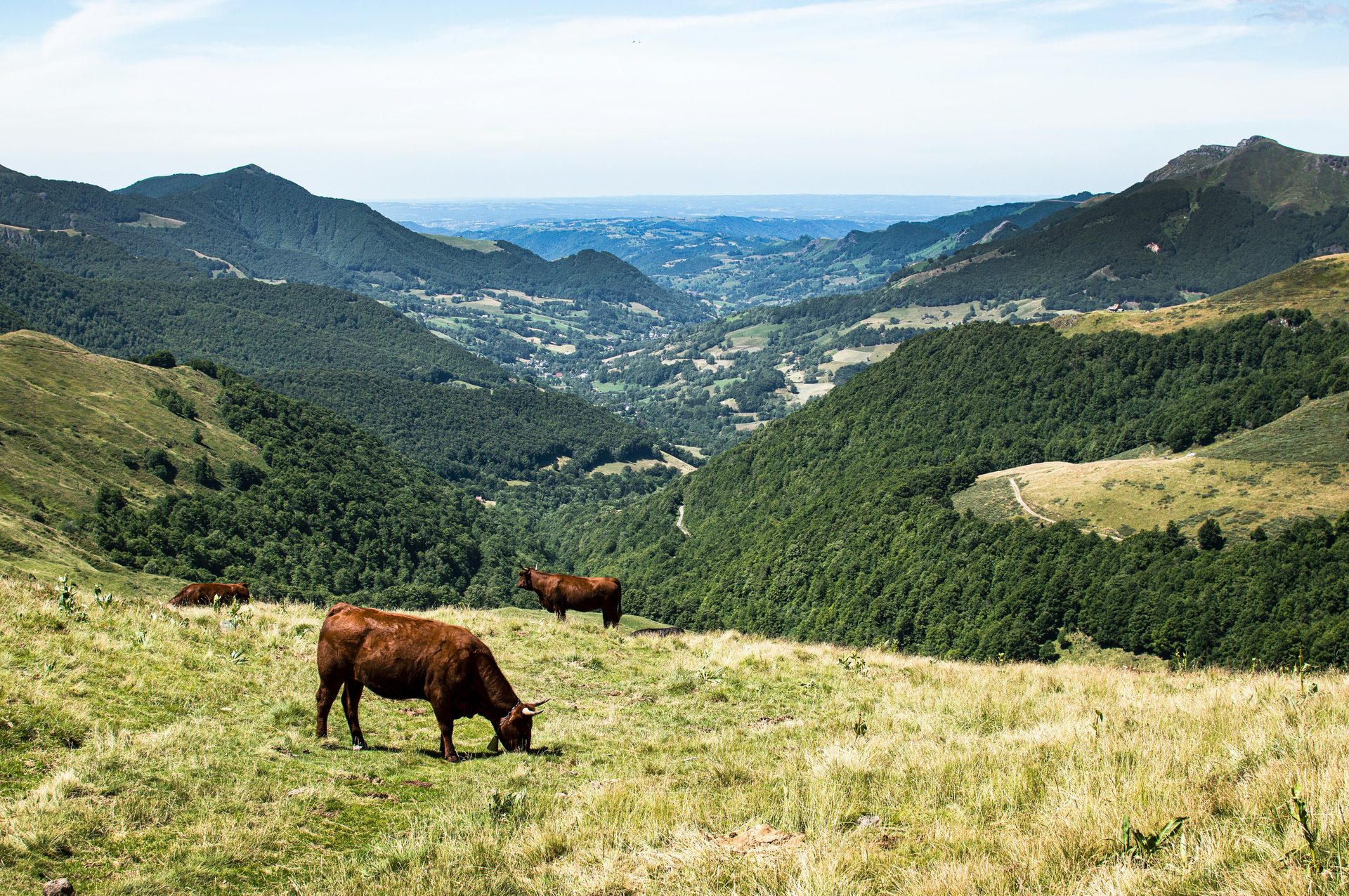 Cantal